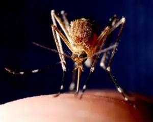 Dedetização para mosquitos