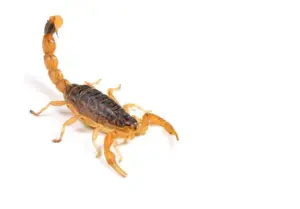 Dedetização escorpião