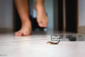 Dedetização escorpião em Goiânia