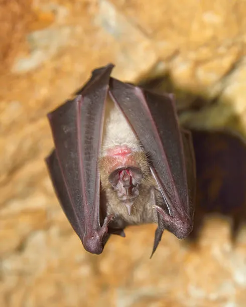 Dedetização de morcegos